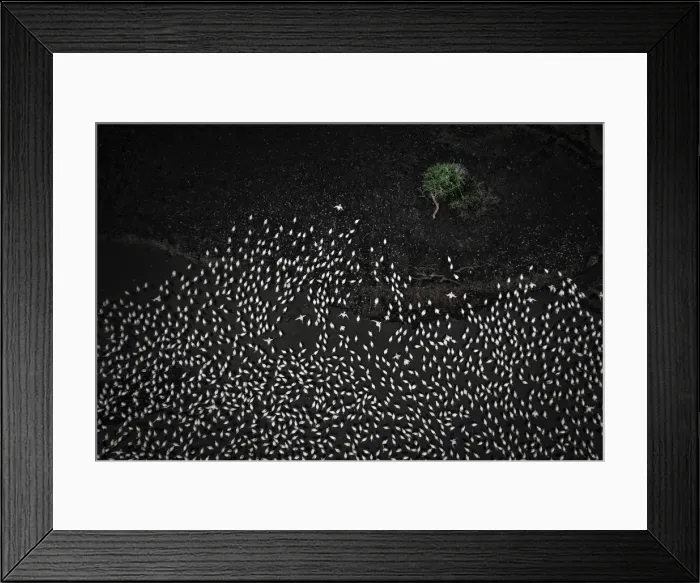 Framed Print : Aerial view of lesser and greater flamingos gathering in Lake Bogoria, rift valley, Kenya Framed Print : Aerial view of lesser and greater flamingos gathering in Lake Bogoria, rift valley, Kenya