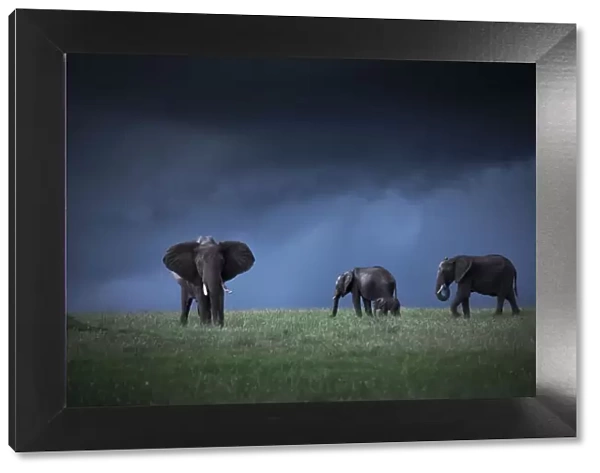African elephants (loxodonta africana) in the Msai Mara game reserve during the rainy