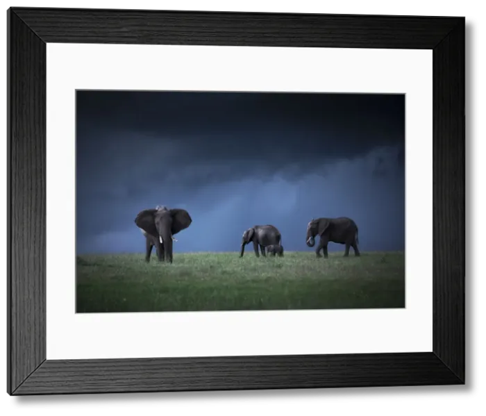 Framed Print : African elephants (loxodonta africana) in the Msai Mara game reserve during the rainy