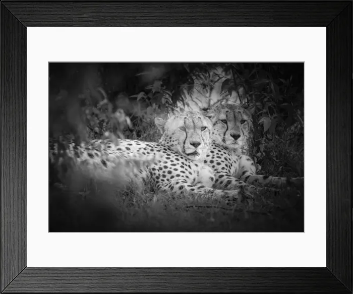 Framed Print : Cheetahs (acinonyx jubatus) in the msai mara game reserve, kenya Framed Print : Cheetahs (acinonyx jubatus) in the msai mara game reserve, kenya