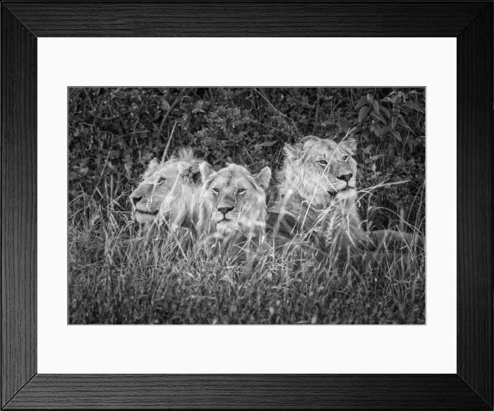 Framed Print : Lion brothers (panthera leo) in the Msai Mara game reserve, Kenya Framed Print : Lion brothers (panthera leo) in the Msai Mara game reserve, Kenya