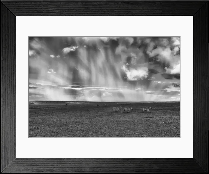 Framed Print : a herd of zebras in heavy rain crossing the Msai mara plains, Kenya Framed Print : a herd of zebras in heavy rain crossing the Msai mara plains, Kenya