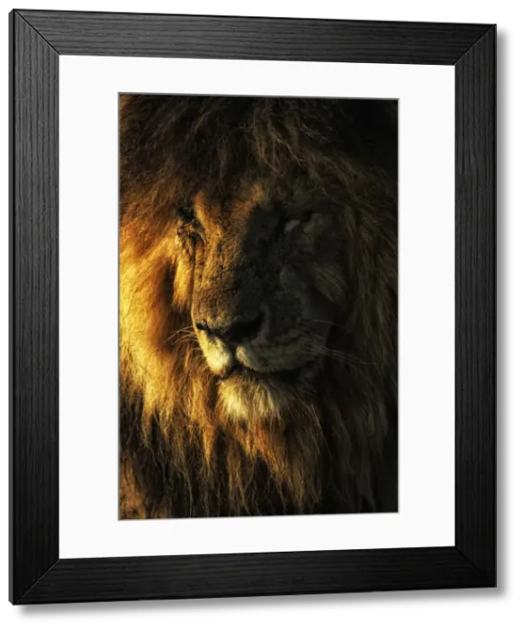 Framed Print : Portrait of male lion (panthera leo) scarface in the msai mara game reserve, Kenya Framed Print : Portrait of male lion (panthera leo) scarface in the msai mara game reserve, Kenya
