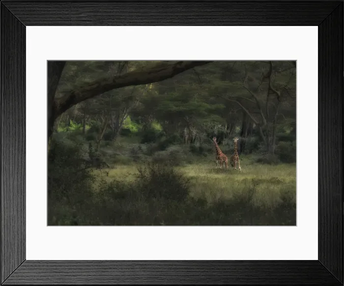 Framed Print : Rothschild giraffes (Giraffa camelopardalis rothschildi) in Lake Nakuru National Park Framed Print : Rothschild giraffes (Giraffa camelopardalis rothschildi) in Lake Nakuru National Park