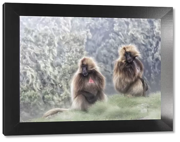 Gelada baboons in Simien Mountains National Park, Ethiopia