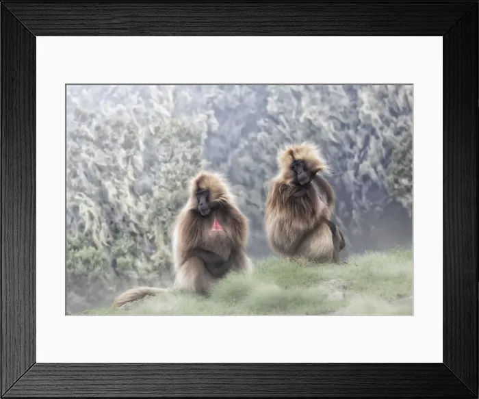 Framed Print : Gelada baboons in Simien Mountains National Park, Ethiopia Framed Print : Gelada baboons in Simien Mountains National Park, Ethiopia