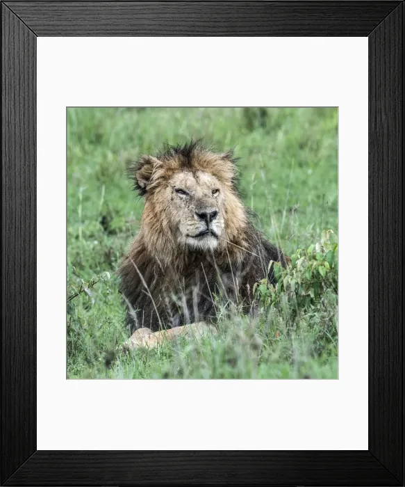 Framed Print : Male lion (panthera leo) in the msai mara game reserve, Kenya