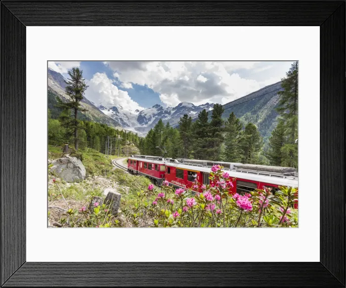 Framed Print : Rhododendrons frame the Bernina Express train, Morteratsch, Engadine Framed Print : Rhododendrons frame the Bernina Express train, Morteratsch, Engadine