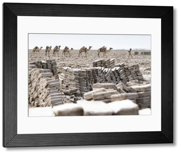 Framed Print : Salt blocks extracted from salt flats, Dallol, Danakil Depression, Afar Region, Ethiopia Framed Print : Salt blocks extracted from salt flats, Dallol, Danakil Depression, Afar Region, Ethiopia