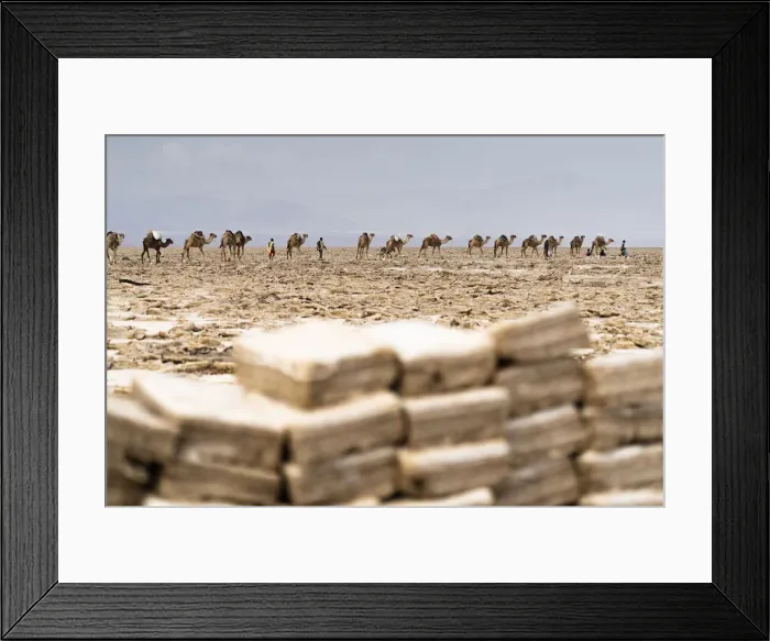 Framed Print : Camels caravan carrying salt from the Dallol salt flats, Danakil Depression, Afar Region Framed Print : Camels caravan carrying salt from the Dallol salt flats, Danakil Depression, Afar Region