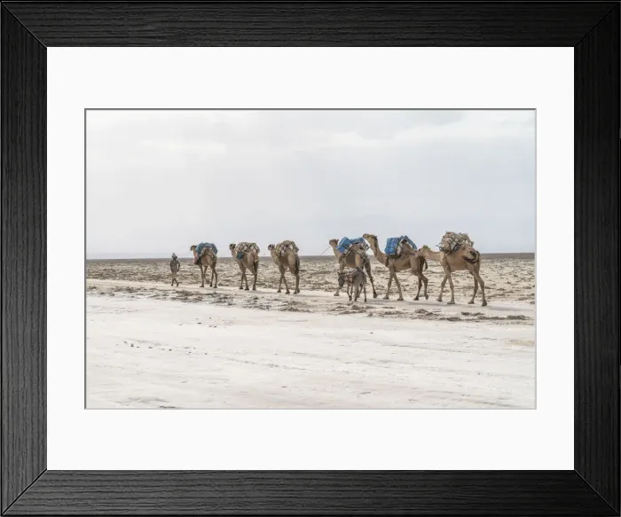 Framed Print : Herder with camel caravan passing through salt mines, Danakil Depression, Afar Region Framed Print : Herder with camel caravan passing through salt mines, Danakil Depression, Afar Region