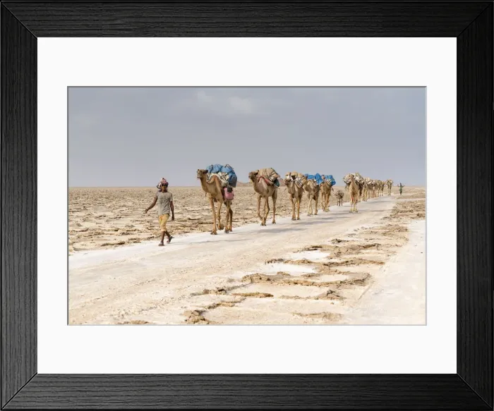 Framed Print : Camels caravan carrying salt extracted from Dallol salt mines, Danakil Depression Framed Print : Camels caravan carrying salt extracted from Dallol salt mines, Danakil Depression