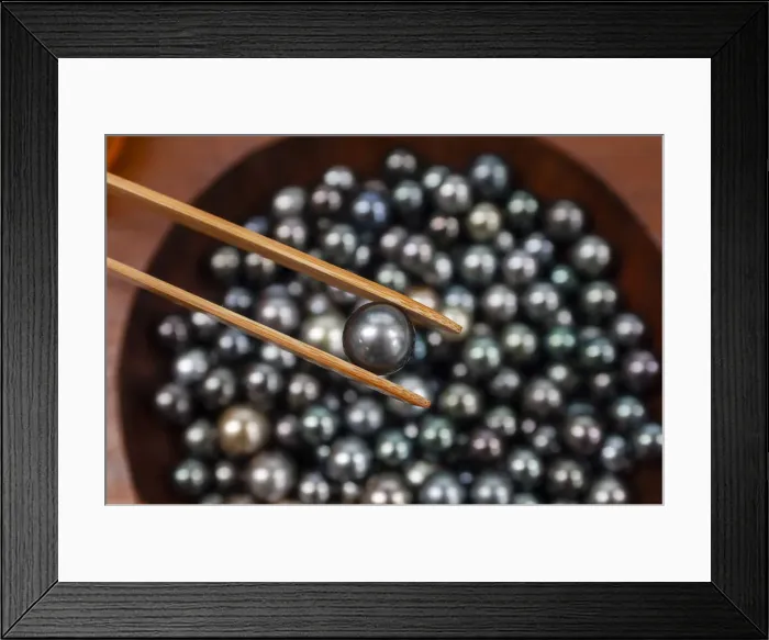 Framed Print : Black South Sea Pearls, Fakarawa, Tuamotu Archipelago, French Polynesia Framed Print : Black South Sea Pearls, Fakarawa, Tuamotu Archipelago, French Polynesia
