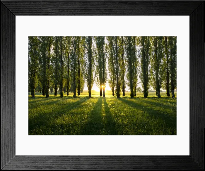 Framed Print : Sunset in the garden of Villa Sorra, an ancient house in Gaggio in Piano, Modena Province Framed Print : Sunset in the garden of Villa Sorra, an ancient house in Gaggio in Piano, Modena Province