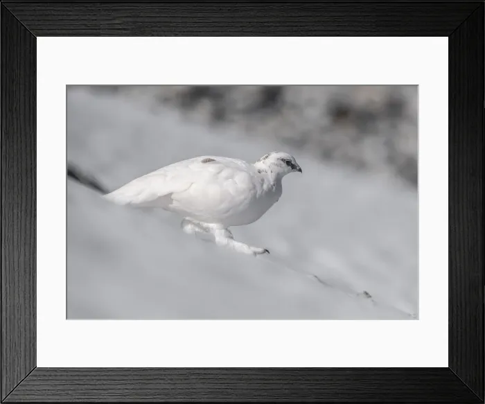 Framed Print : Stelvio National Park, Lombardy, Italy. Rock ptarmigan, Lagopus muta Framed Print : Stelvio National Park, Lombardy, Italy. Rock ptarmigan, Lagopus muta