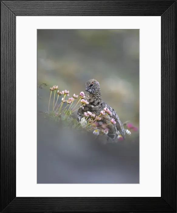 Framed Print : Stelvio National Park, Lombardy, Italy. Rock ptarmigan Framed Print : Stelvio National Park, Lombardy, Italy. Rock ptarmigan