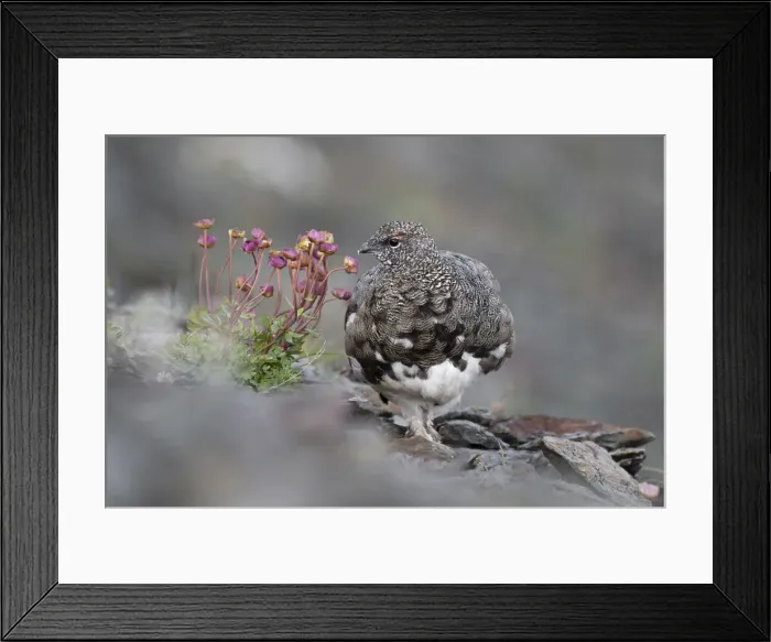 Framed Print : Stelvio National Park, Lombardy, Italy. Rock ptarmigan Framed Print : Stelvio National Park, Lombardy, Italy. Rock ptarmigan