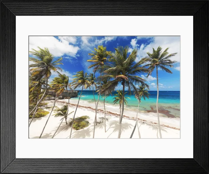 Framed Print : Tall palm trees lean over the white sands of Bottom Bay beach, in Barbados Framed Print : Tall palm trees lean over the white sands of Bottom Bay beach, in Barbados