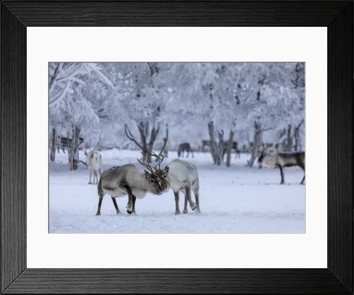 Framed Print : Reindeer grazing, Pallas-Yllastunturi National Park, Muonio, Lapland, Finland Framed Print : Reindeer grazing, Pallas-Yllastunturi National Park, Muonio, Lapland, Finland