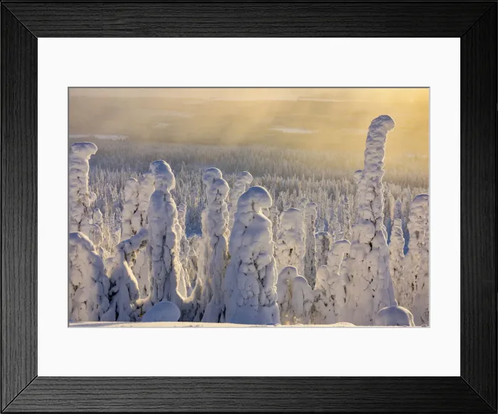Framed Print : Frozen tree, called Tykky, in the snowy woods at Riisitunturi National Park (Posio