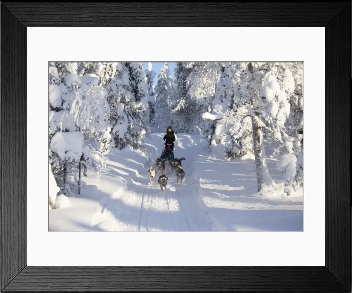Framed Print : Dog sledding in the snowy woods, Kuusamo, Northern Ostrobothnia region, Lapland, Finland Framed Print : Dog sledding in the snowy woods, Kuusamo, Northern Ostrobothnia region, Lapland, Finland
