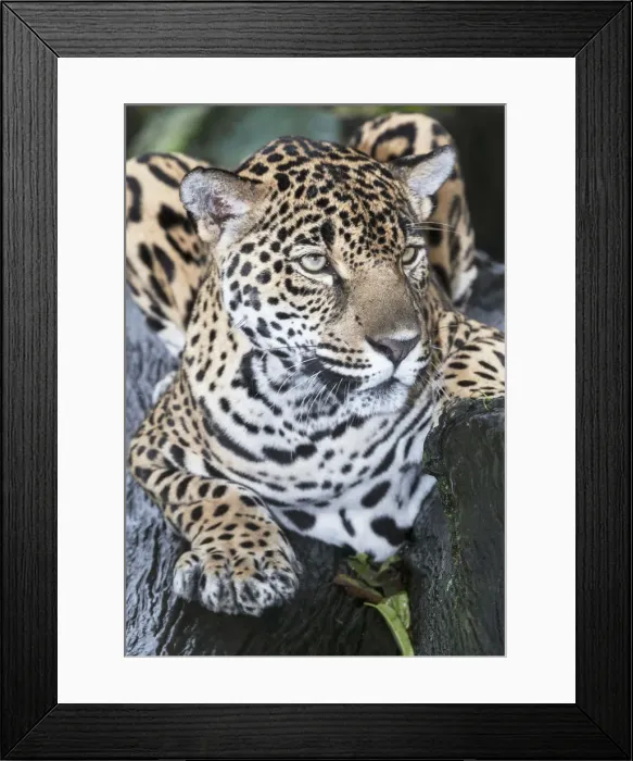 Framed Print : Close-up of an adult male Jaguar (Panthera onca), Costa Rica, Central America Framed Print : Close-up of an adult male Jaguar (Panthera onca), Costa Rica, Central America