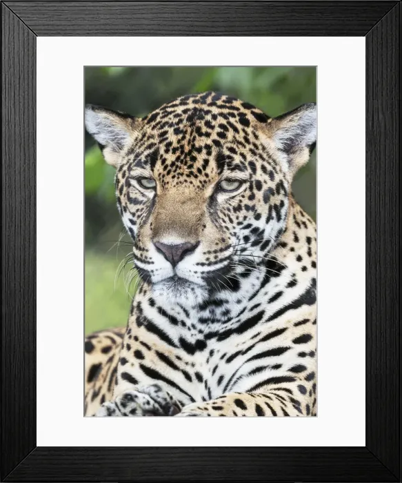 Framed Print : Close-up of an adult male Jaguar (Panthera onca), Costa Rica, Central America Framed Print : Close-up of an adult male Jaguar (Panthera onca), Costa Rica, Central America