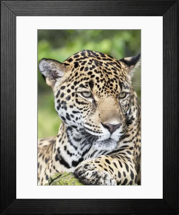 Framed Print : Close-up of an adult male Jaguar (Panthera onca), Costa Rica, Central America Framed Print : Close-up of an adult male Jaguar (Panthera onca), Costa Rica, Central America