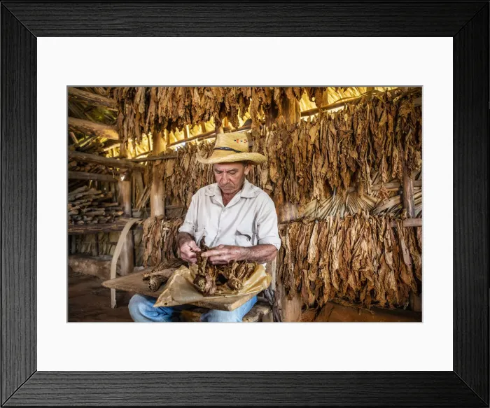 Framed Print : A tobacco farmer making a Cuban cigar in Vinales, Pinar del Rio Province, Cuba Framed Print : A tobacco farmer making a Cuban cigar in Vinales, Pinar del Rio Province, Cuba