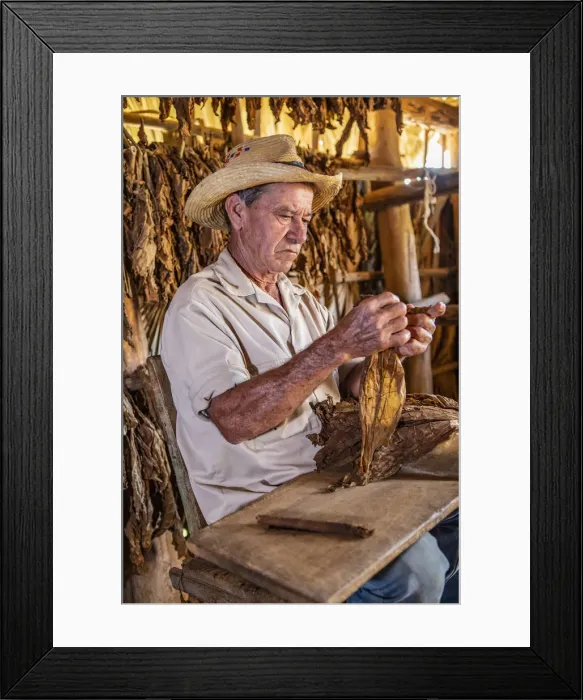 Framed Print : A tobacco farmer making a Cuban cigar in Vinales, Pinar del Rio Province, Cuba Framed Print : A tobacco farmer making a Cuban cigar in Vinales, Pinar del Rio Province, Cuba