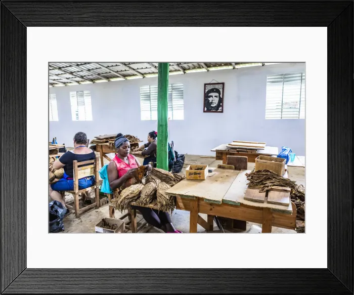 Framed Print : Women working in a state run cigar factory in Vinales, Pinar del Rio Province, Cuba Framed Print : Women working in a state run cigar factory in Vinales, Pinar del Rio Province, Cuba
