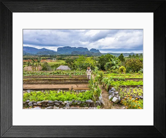 Framed Print : A farmer working in farm overlooking Vinales Valley, Pinar del Rio Province, Cuba Framed Print : A farmer working in farm overlooking Vinales Valley, Pinar del Rio Province, Cuba