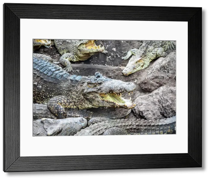 Framed Print : Crocodiles in Playa Larga, Bay of Pigs, Mantanzas Province, Cuba Framed Print : Crocodiles in Playa Larga, Bay of Pigs, Mantanzas Province, Cuba