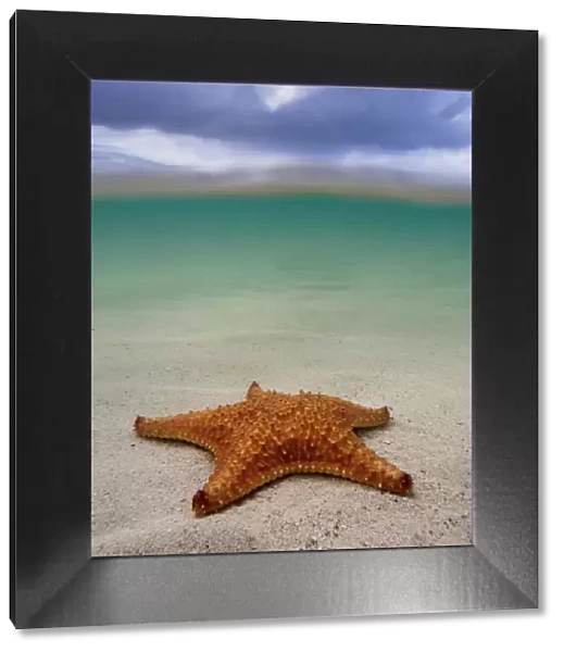 Sea star st Starfish Point, North Side, Grand Cayman, Cayman Islands