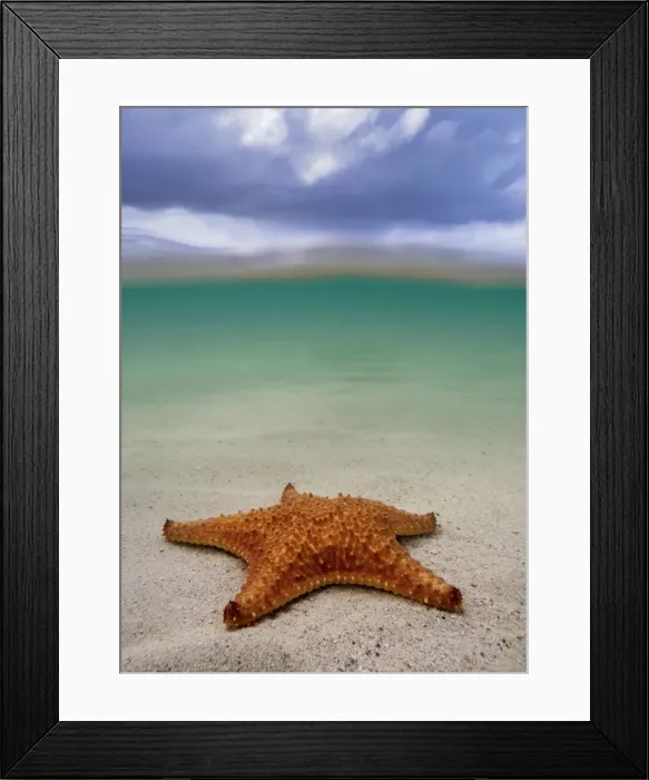 Framed Print : Sea star st Starfish Point, North Side, Grand Cayman, Cayman Islands Framed Print : Sea star st Starfish Point, North Side, Grand Cayman, Cayman Islands