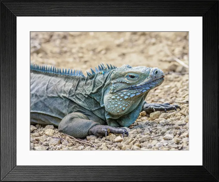 Framed Print : Blue iguana (Cyclura lewisi), Queen Elizabeth II Botanic Park, North Side, Grand Cayman Framed Print : Blue iguana (Cyclura lewisi), Queen Elizabeth II Botanic Park, North Side, Grand Cayman