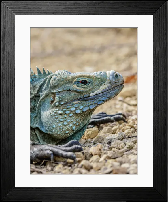 Framed Print : Blue iguana (Cyclura lewisi), Queen Elizabeth II Botanic Park, North Side, Grand Cayman Framed Print : Blue iguana (Cyclura lewisi), Queen Elizabeth II Botanic Park, North Side, Grand Cayman