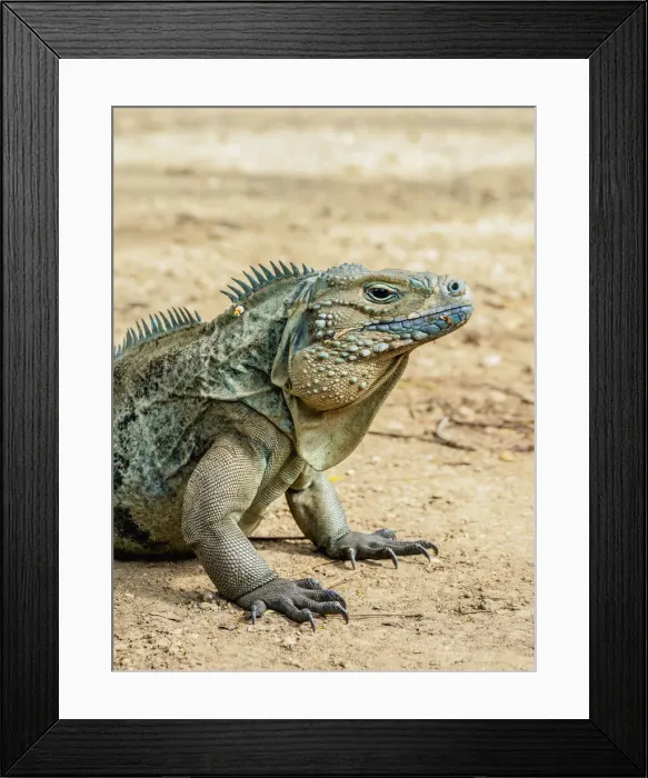 Framed Print : Blue iguana (Cyclura lewisi), Queen Elizabeth II Botanic Park, North Side, Grand Cayman