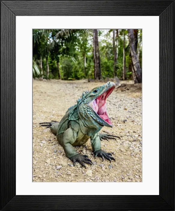 Framed Print : Blue iguana (Cyclura lewisi), Queen Elizabeth II Botanic Park, North Side, Grand Cayman Framed Print : Blue iguana (Cyclura lewisi), Queen Elizabeth II Botanic Park, North Side, Grand Cayman