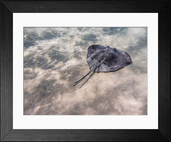 Framed Print : Southern stingray (Hypanus americanus), Stingray City, Grand Cayman, Cayman Islands Framed Print : Southern stingray (Hypanus americanus), Stingray City, Grand Cayman, Cayman Islands