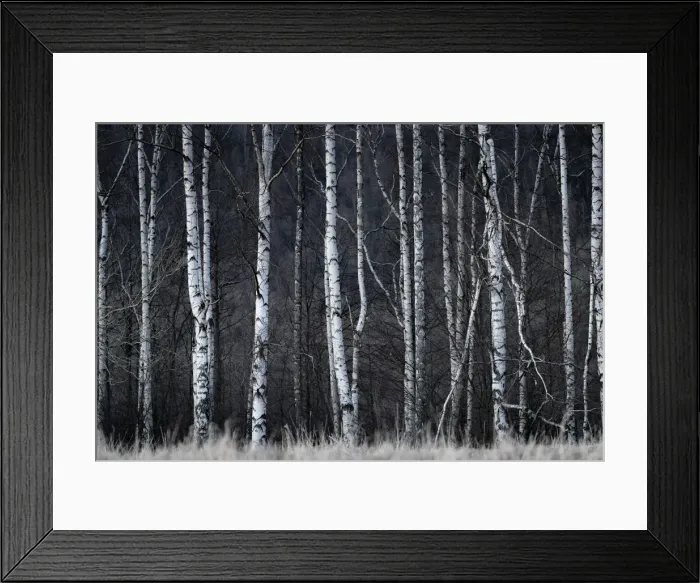 Framed Print : Detail shot of birch trees in forest, Vysoka Lipa, Jetrichovice, Okres Decin Framed Print : Detail shot of birch trees in forest, Vysoka Lipa, Jetrichovice, Okres Decin