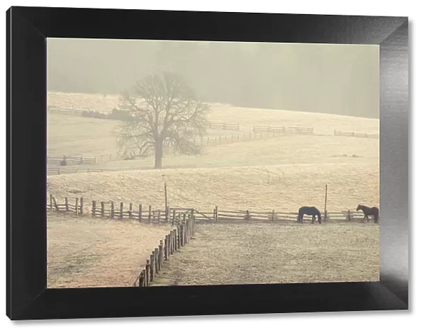 Horses grazing on a pasture on foggy morning, Vysoka Lipa, Jetrichovice, Okres Decin