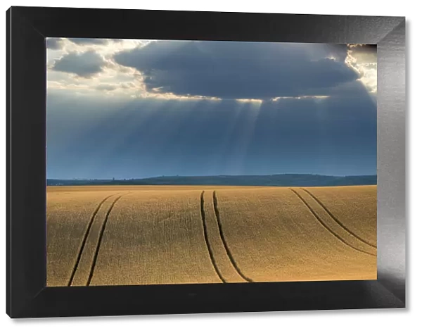 Field with crops and dramatic sky near Vrbice, Breclav District, South Moravian Region, Moravia, Czech Republic