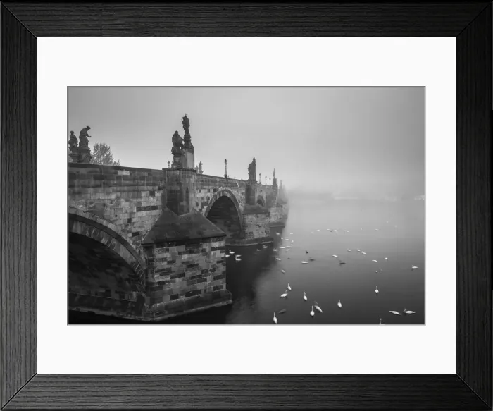 Framed Print : Swans swimming on Vltava River by Charles Bridge during foggy morning, Prague, Bohemia