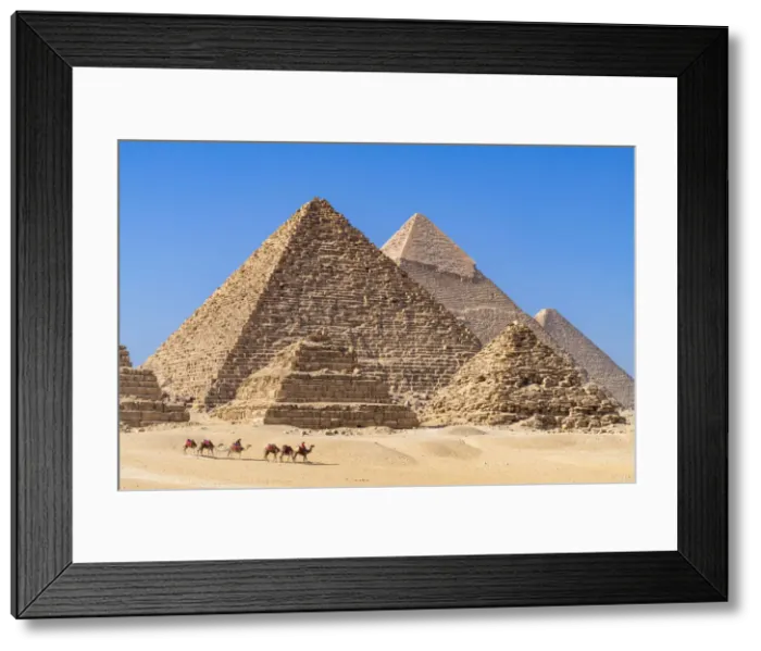 Framed Print : Camel train at the Pyramids of Giza, Giza, Cairo, Egypt Framed Print : Camel train at the Pyramids of Giza, Giza, Cairo, Egypt