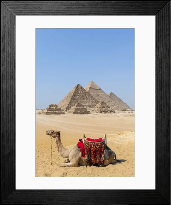 Framed Print : Camel at the Pyramids of Giza, Giza, Cairo, Egypt Framed Print : Camel at the Pyramids of Giza, Giza, Cairo, Egypt