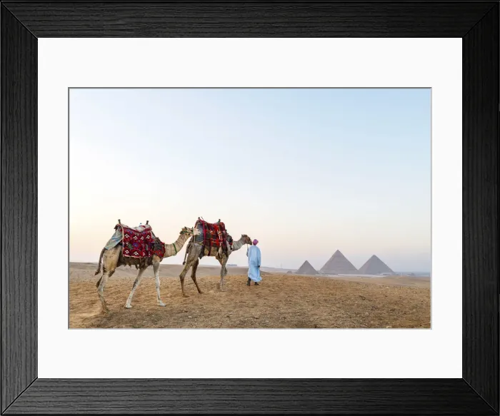 Framed Print : Man and his camels at the Pyramids of Giza, Giza, Cairo, Egypt Framed Print : Man and his camels at the Pyramids of Giza, Giza, Cairo, Egypt