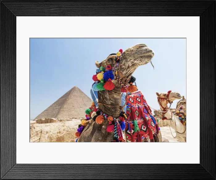 Framed Print : Camels at the Pyramids of Giza, Giza, Cairo, Egypt Framed Print : Camels at the Pyramids of Giza, Giza, Cairo, Egypt
