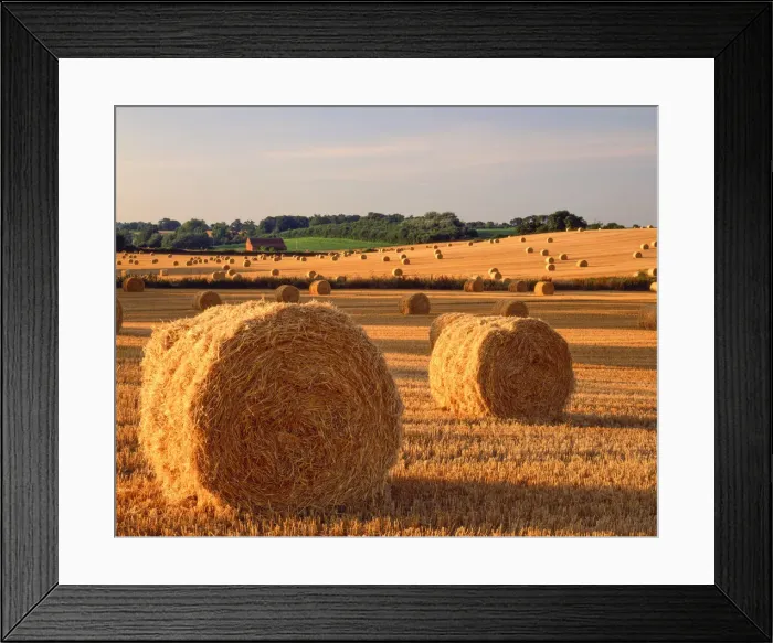 Framed Print : Evening Light on Strawbales, Surlingham, Norfolk, England