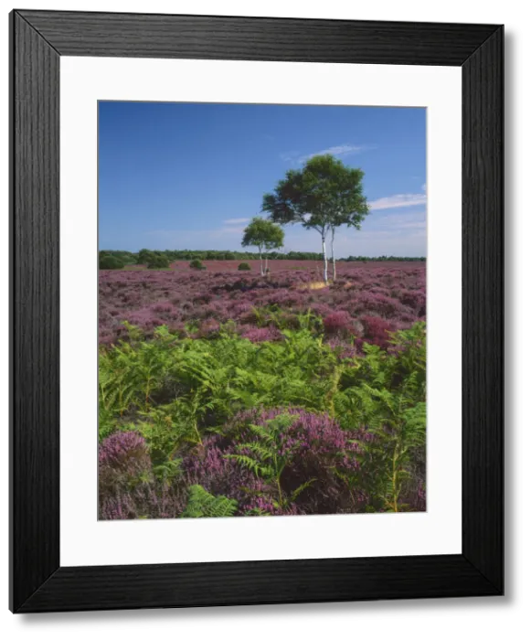 Framed Print : Heather in Bloom, Dunwich Heath, Suffolk, England